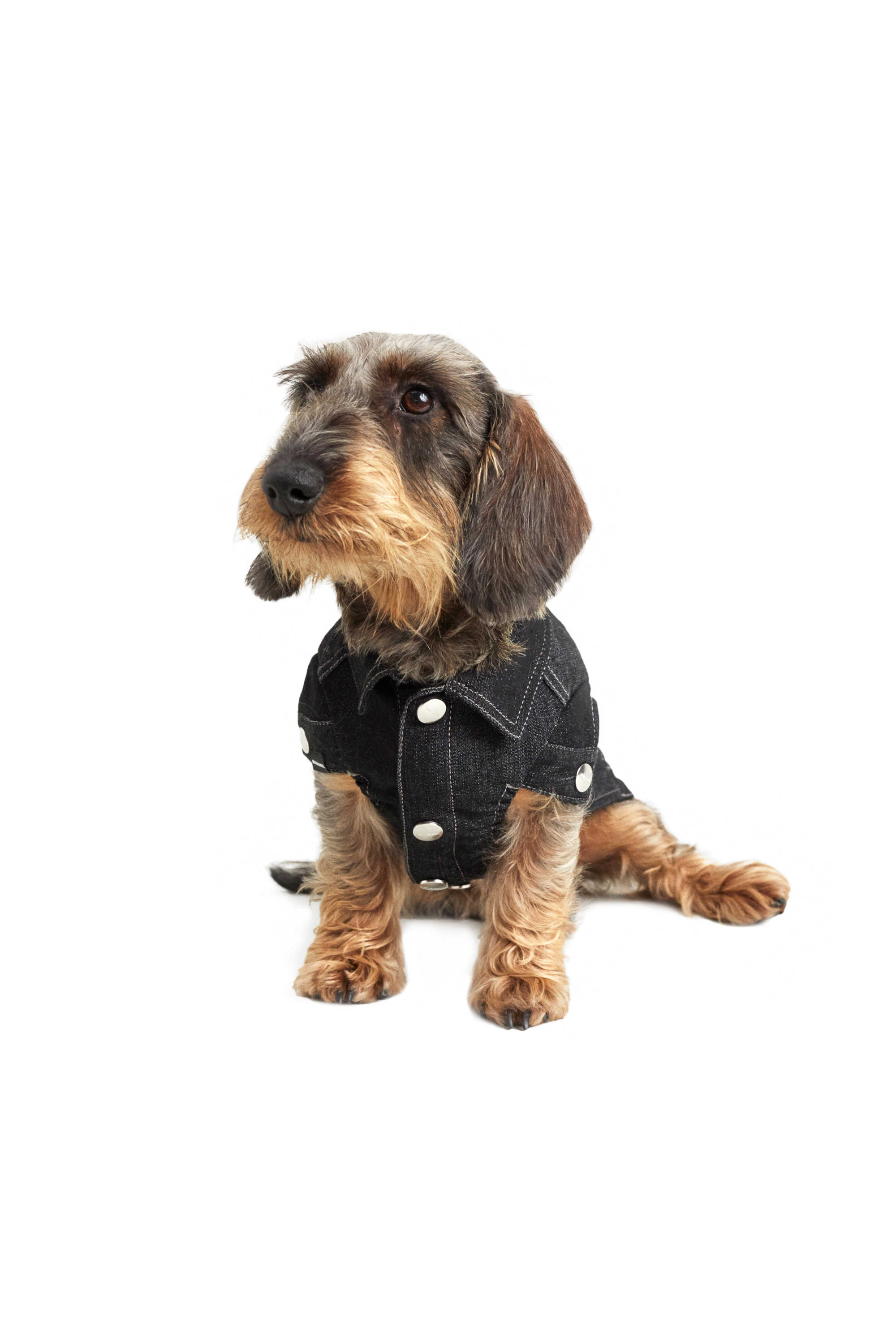 Diesel - PET-TIGERS, Black - Image 2